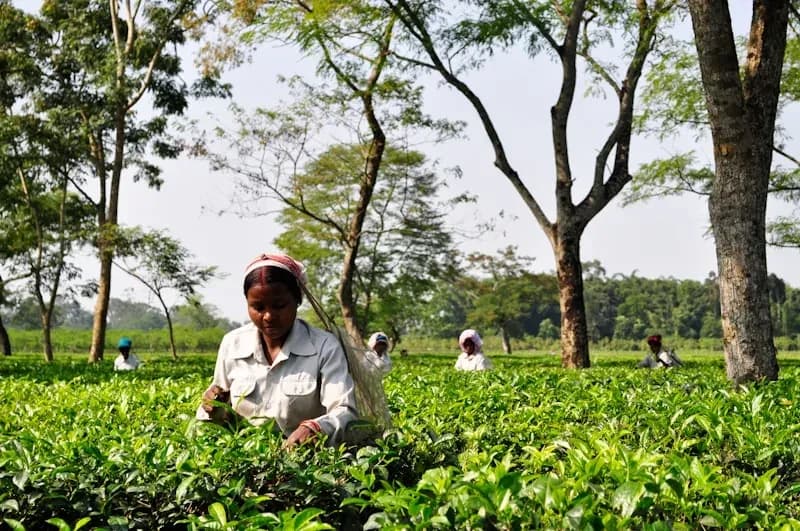 Terraced tea gardens on a Himalayan hillside